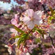 ヒメ日記 2026/03/05 11:46 投稿 南（ミナミ） アバンチュール(五反田)