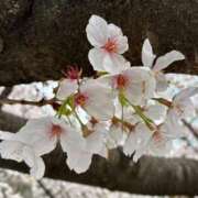 ヒメ日記 2026/04/06 17:01 投稿 南（ミナミ） アバンチュール(五反田)