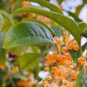 ヒメ日記 2025/11/04 01:02 投稿 ゆき 梅田アバンチュール