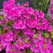 ヒメ日記 2025/10/14 12:52 投稿 天音（あまね） 人妻の蜜