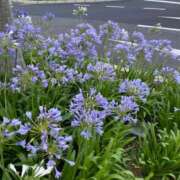 ヒメ日記 2025/10/26 15:52 投稿 天音（あまね） 人妻の蜜