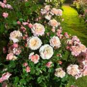 ヒメ日記 2025/11/07 18:04 投稿 天音（あまね） 人妻の蜜