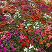 天音（あまね） ありがとう😊 人妻の蜜