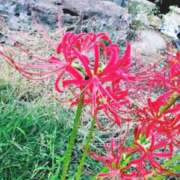 ヒメ日記 2025/10/11 15:04 投稿 しゅら 即アポ奥さん ～津・松阪店～