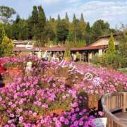 ヒメ日記 2025/10/14 12:34 投稿 しゅら 即アポ奥さん ～津・松阪店～