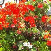 ヒメ日記 2025/10/24 08:04 投稿 しゅら 即アポ奥さん ～津・松阪店～