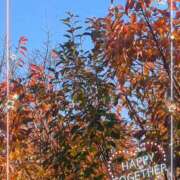 ヒメ日記 2025/11/17 12:43 投稿 真矢 熟らぶ