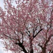 ヒメ日記 2026/03/18 17:17 投稿 すみれ エロティックマッサージ 錦糸町