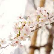 笹原 まゆな 裏の公園で🌸 Canx2 谷九日本橋店