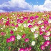 ヒメ日記 2025/10/17 12:28 投稿 稲田司(つかさ) 東京不倫～とうきょうふりん～