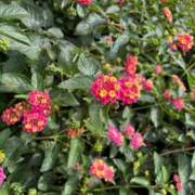 ヒメ日記 2025/11/11 16:49 投稿 ひかる 千葉中央人妻援護会