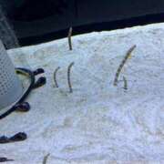 ヒメ日記 2025/10/07 12:25 投稿 くれあ 市原五井蘇我ちゃんこ