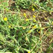 しいな バカとセンダングサ 土浦ハッピーマットパラダイス