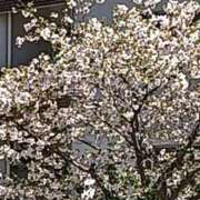 ヒメ日記 2026/04/08 11:09 投稿 渡辺 えま ライオンズクラブ