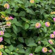 ヒメ日記 2026/06/09 10:44 投稿 渡辺 えま ライオンズクラブ
