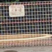 ヒメ日記 2026/06/09 11:02 投稿 渡辺 えま ライオンズクラブ