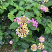 ヒメ日記 2026/07/13 15:01 投稿 渡辺 えま ライオンズクラブ
