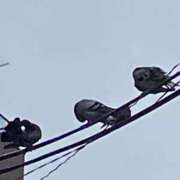ヒメ日記 2026/08/12 15:02 投稿 渡辺 えま ライオンズクラブ