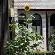 ヒメ日記 2026/08/20 13:01 投稿 渡辺 えま ライオンズクラブ