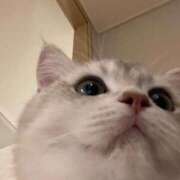 【なぎ】愛嬌たっぷり猫好きちゃん お礼💌 バブルリングプラス