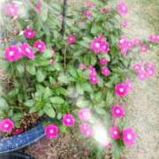 ヒメ日記 2025/10/28 16:32 投稿 赤神伶花 五十路マダム 徳島店