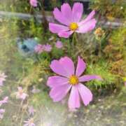 ヒメ日記 2025/10/28 16:40 投稿 赤神伶花 五十路マダム 徳島店