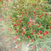 ヒメ日記 2025/11/05 18:02 投稿 赤神伶花 五十路マダム 徳島店