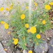 ヒメ日記 2025/11/12 17:58 投稿 赤神伶花 五十路マダム 徳島店