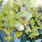 赤神伶花 お礼 五十路マダム 徳島店