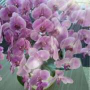 赤神伶花 お礼 五十路マダム 徳島店