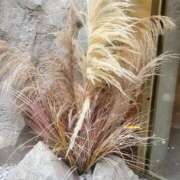 ヒメ日記 2026/02/17 18:00 投稿 赤神伶花 五十路マダム 徳島店