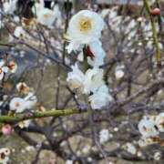 ヒメ日記 2026/02/25 17:34 投稿 赤神伶花 五十路マダム 徳島店