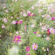 赤神伶花 お礼 五十路マダム 徳島店