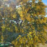 ヒメ日記 2026/03/18 15:10 投稿 赤神伶花 五十路マダム 徳島店