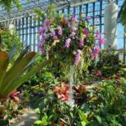 ヒメ日記 2026/03/25 17:10 投稿 赤神伶花 五十路マダム 徳島店