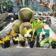 ヒメ日記 2026/03/28 17:02 投稿 赤神伶花 五十路マダム 徳島店