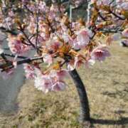 赤神伶花 お礼 五十路マダム 徳島店