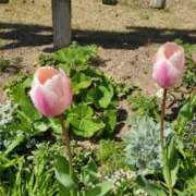 赤神伶花 お礼 五十路マダム 徳島店