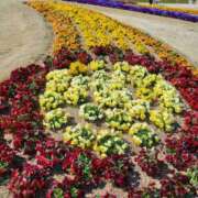 ヒメ日記 2026/04/06 17:18 投稿 赤神伶花 五十路マダム 徳島店