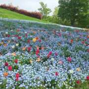 ヒメ日記 2026/04/23 18:56 投稿 赤神伶花 五十路マダム 徳島店