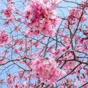 ヒメ日記 2026/03/30 10:09 投稿 宙(そら) 人妻城 横浜本店