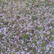 ヒメ日記 2026/04/04 08:20 投稿 宙(そら) 人妻城 横浜本店