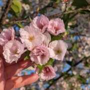 ヒメ日記 2026/04/10 07:42 投稿 宙(そら) 人妻城 横浜本店