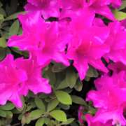 ヒメ日記 2026/04/21 08:24 投稿 宙(そら) 人妻城 横浜本店