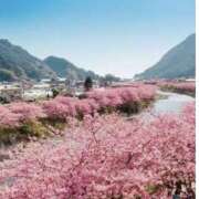 ヒメ日記 2026/03/13 12:17 投稿 君島 あなたに逢いたくて