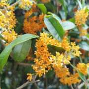 ヒメ日記 2025/10/21 13:09 投稿 みつか 白いぽっちゃりさん五反田店