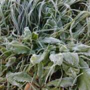 ヒメ日記 2025/11/06 12:06 投稿 さつき 奈良市ちゃんこ