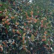 ヒメ日記 2025/11/08 16:54 投稿 さつき 奈良市ちゃんこ