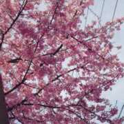 ヒメ日記 2026/03/16 13:31 投稿 さつき 奈良市ちゃんこ