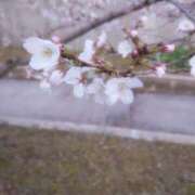 ヒメ日記 2026/03/29 14:50 投稿 さつき 奈良市ちゃんこ